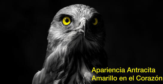 Nuevo color antracita para los productos profesionales Kärcher- apariencia antracita, amarillo en el corazón